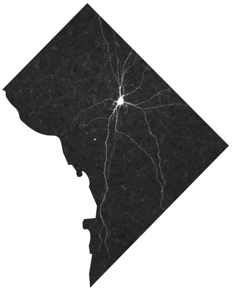 Neuron on a map of Washington DC