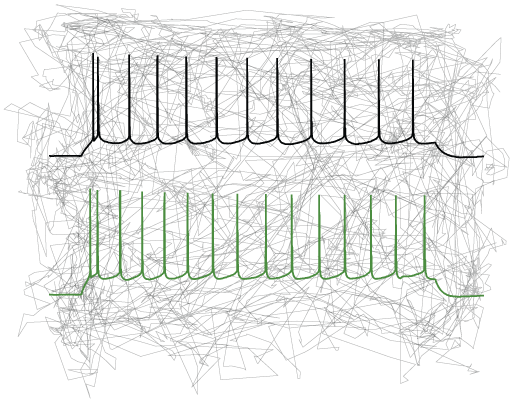 Neural circuits and behavior in Angelman syndrome