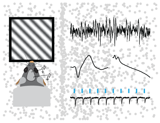 Sensory processing and plasticity in prefrontal cortex