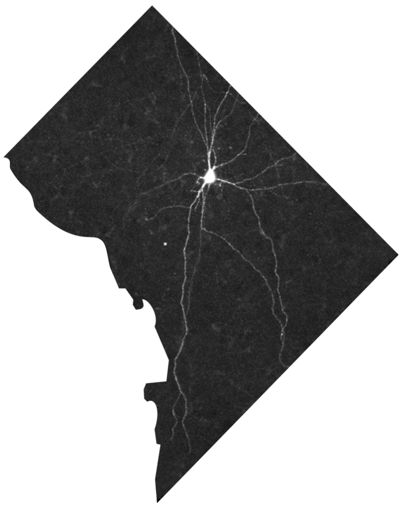 Neuron on a map of Washington DC